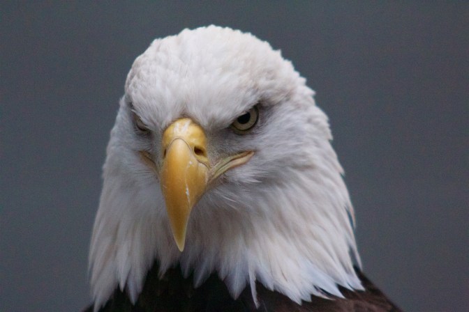 Close-up of head of bald eagle.