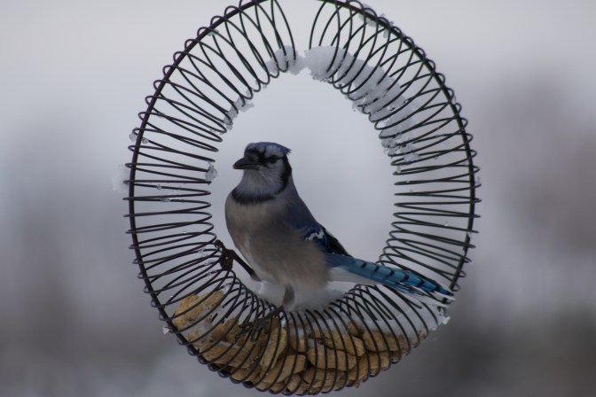 Bluejay in metal wire bird feeder. The feeder is stuffed with peanuts.