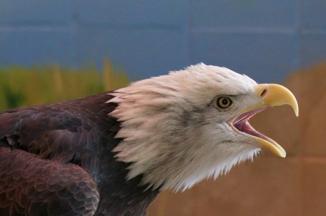 Eagle, screaming, with blue and green wall behind it.