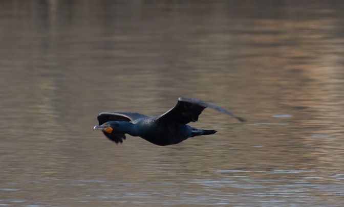 Photograph of cormorant in flight.
