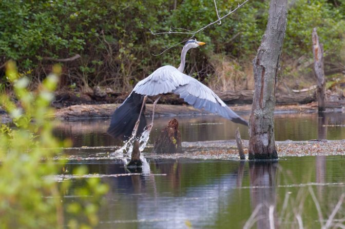 Great blue heron beginning to fly from pond.