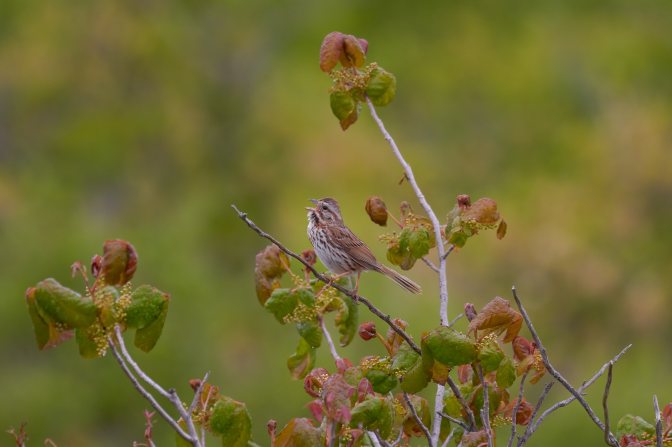 Thrush, singing on branches of tree.
