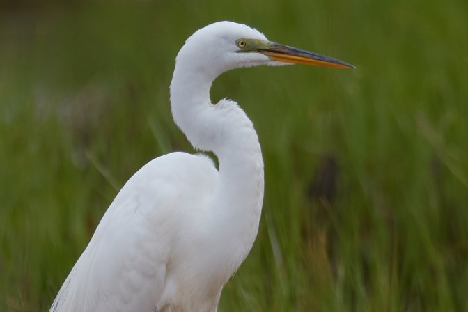 Photograph of egret, standing. This is a side-profile of the head and neck.