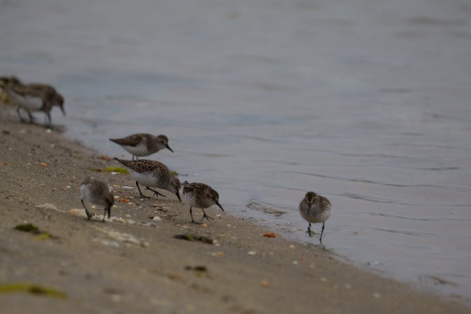 Group of sandpipers feeding by the shoreline.