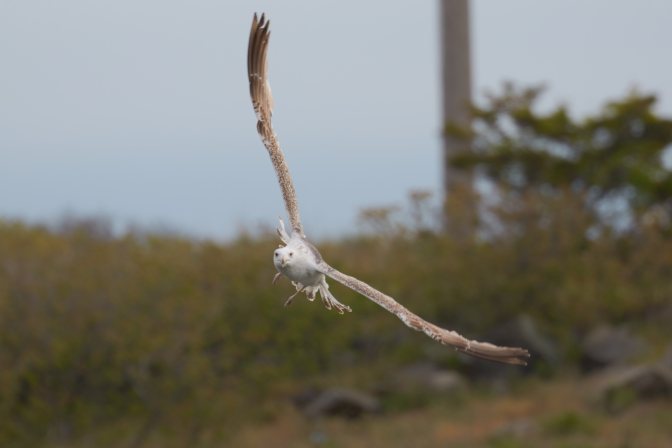 Photo of herring gull swooping in the air.