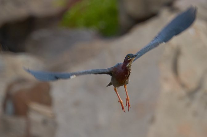 Photo of juvenile night egret in flight.