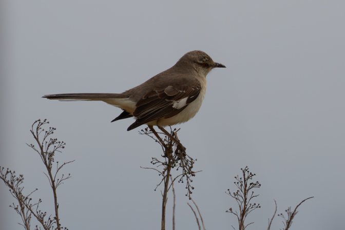 Bird perched on top of bush.