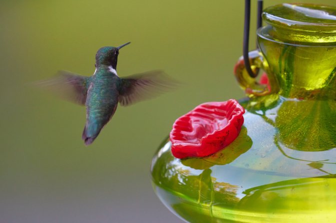 Humming bird flying next to feeder.