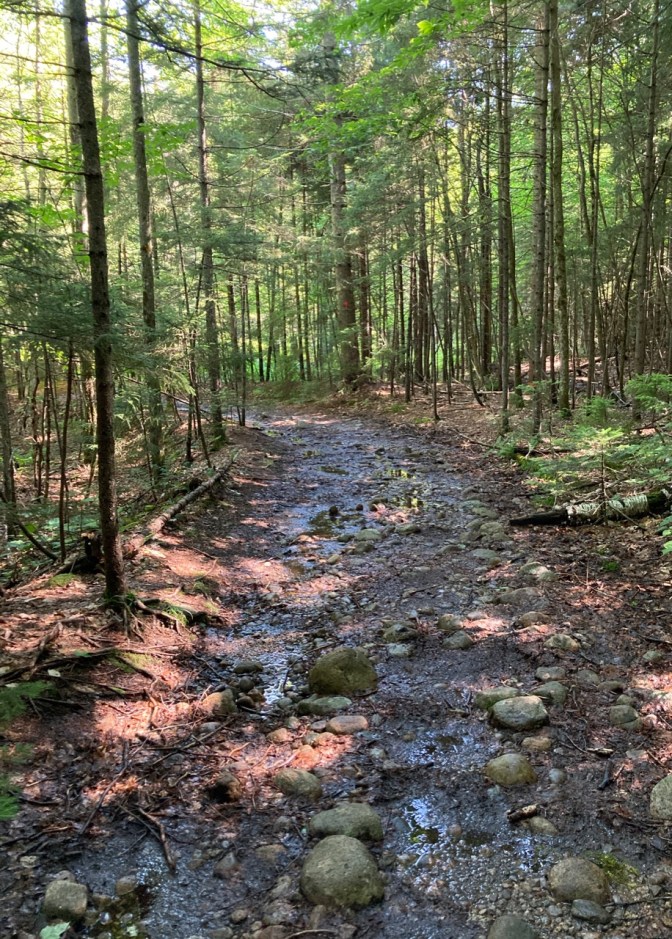 Muddy trail through woods.