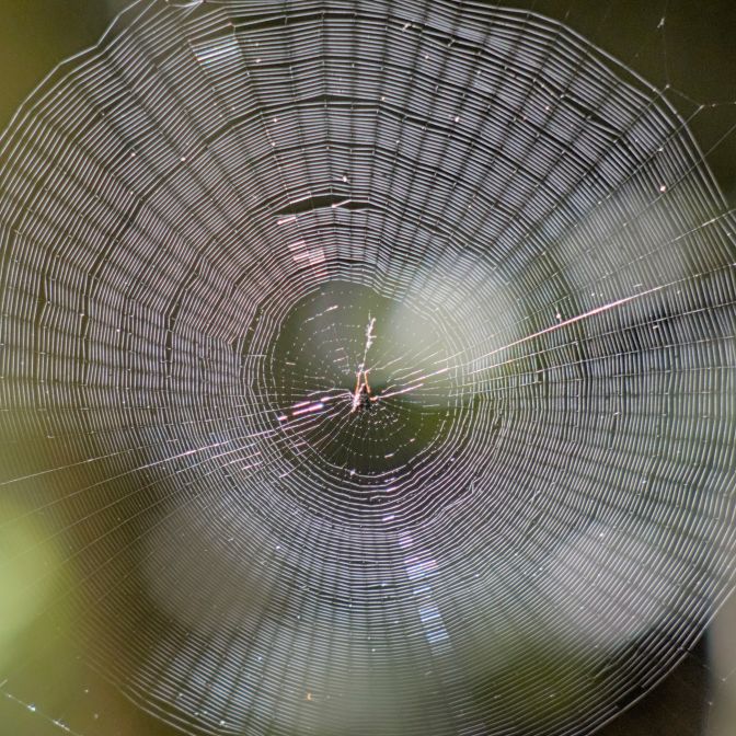 Spider web with prey caught in middle of web.