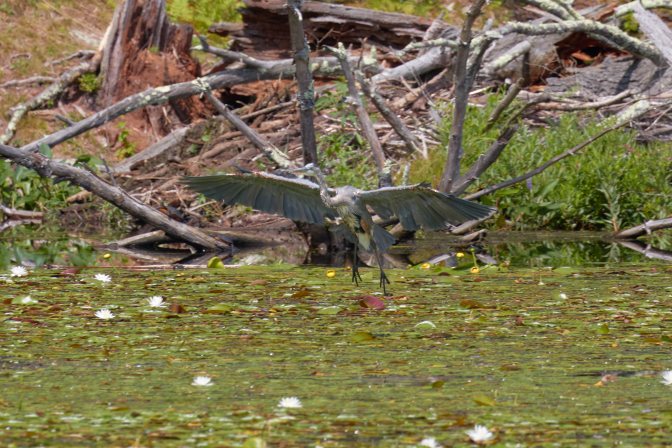 Heron flying over water.