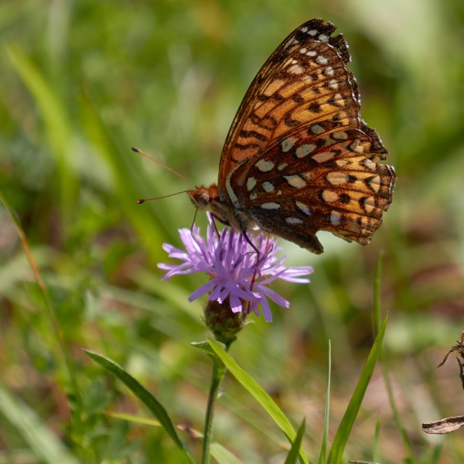 Butterfly on blue wildflower.