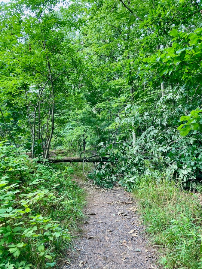 Hiking path in woods, with fallen tree blocking the path.