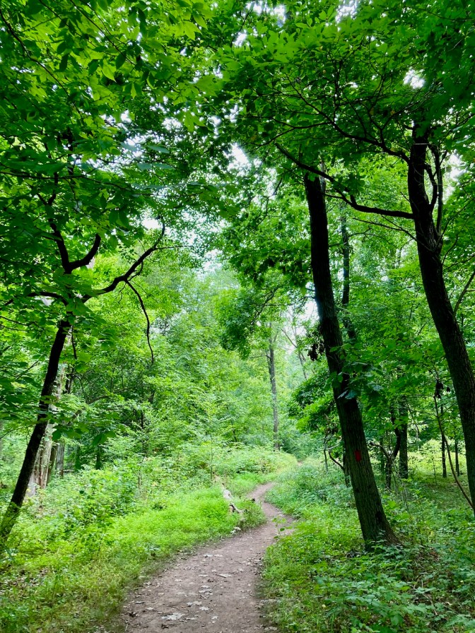 Hiking trail though woods of South Mountain Reservation.