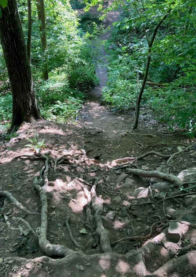 Hill filled with tree-roots.