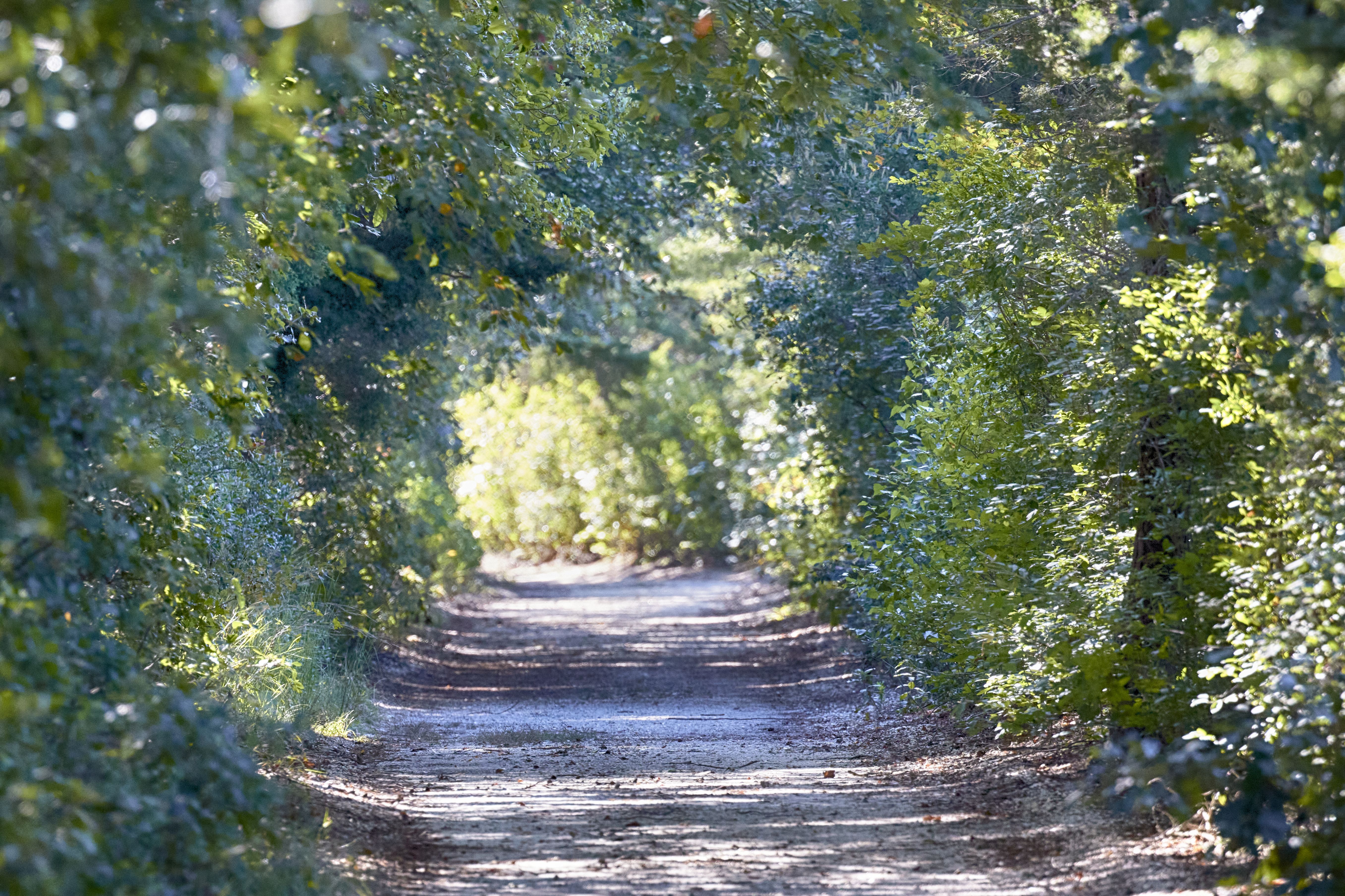 Tree-lined path through Pine Barrens.