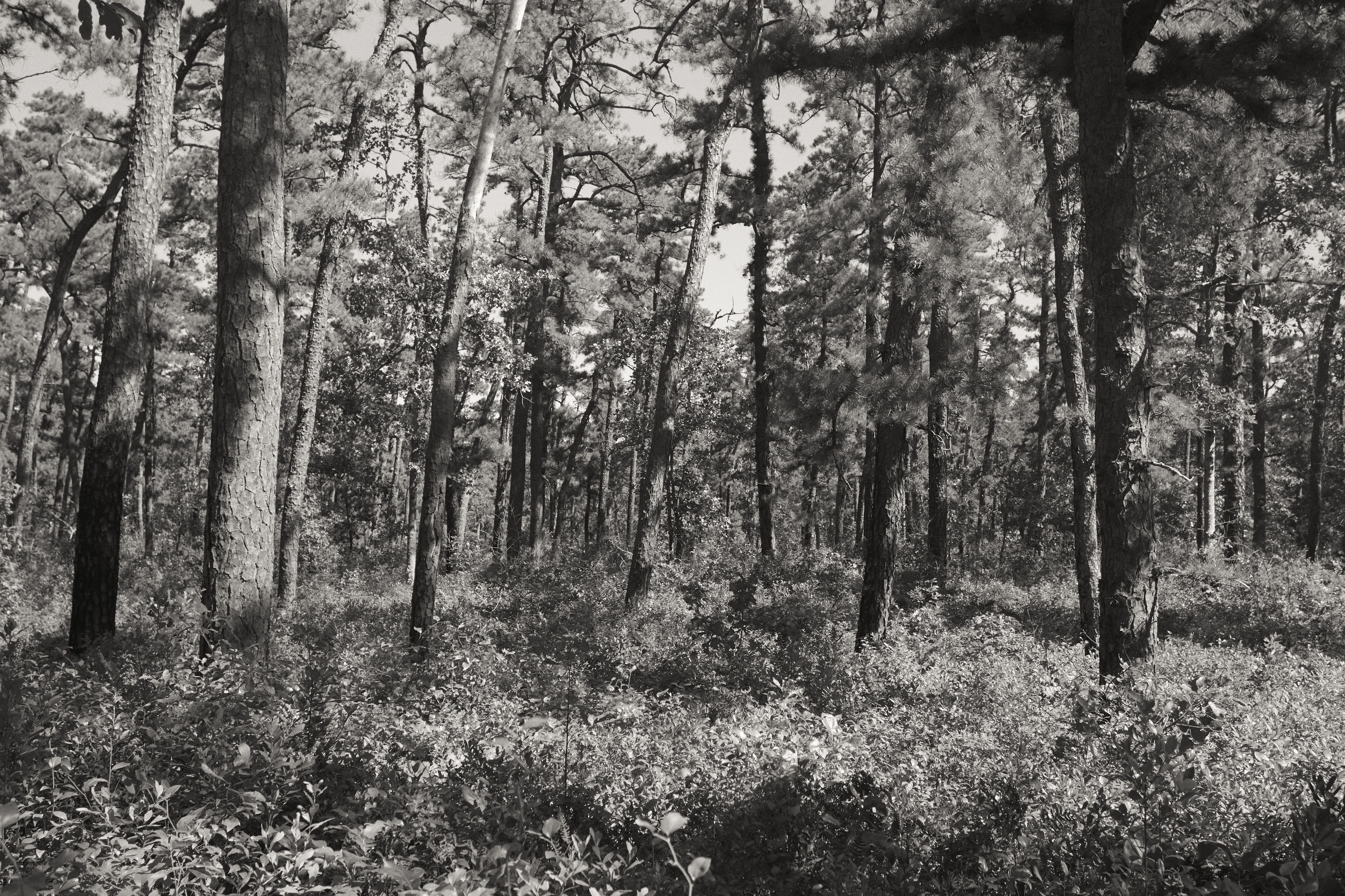 Black and white image of pine trees in Pine Barrens.