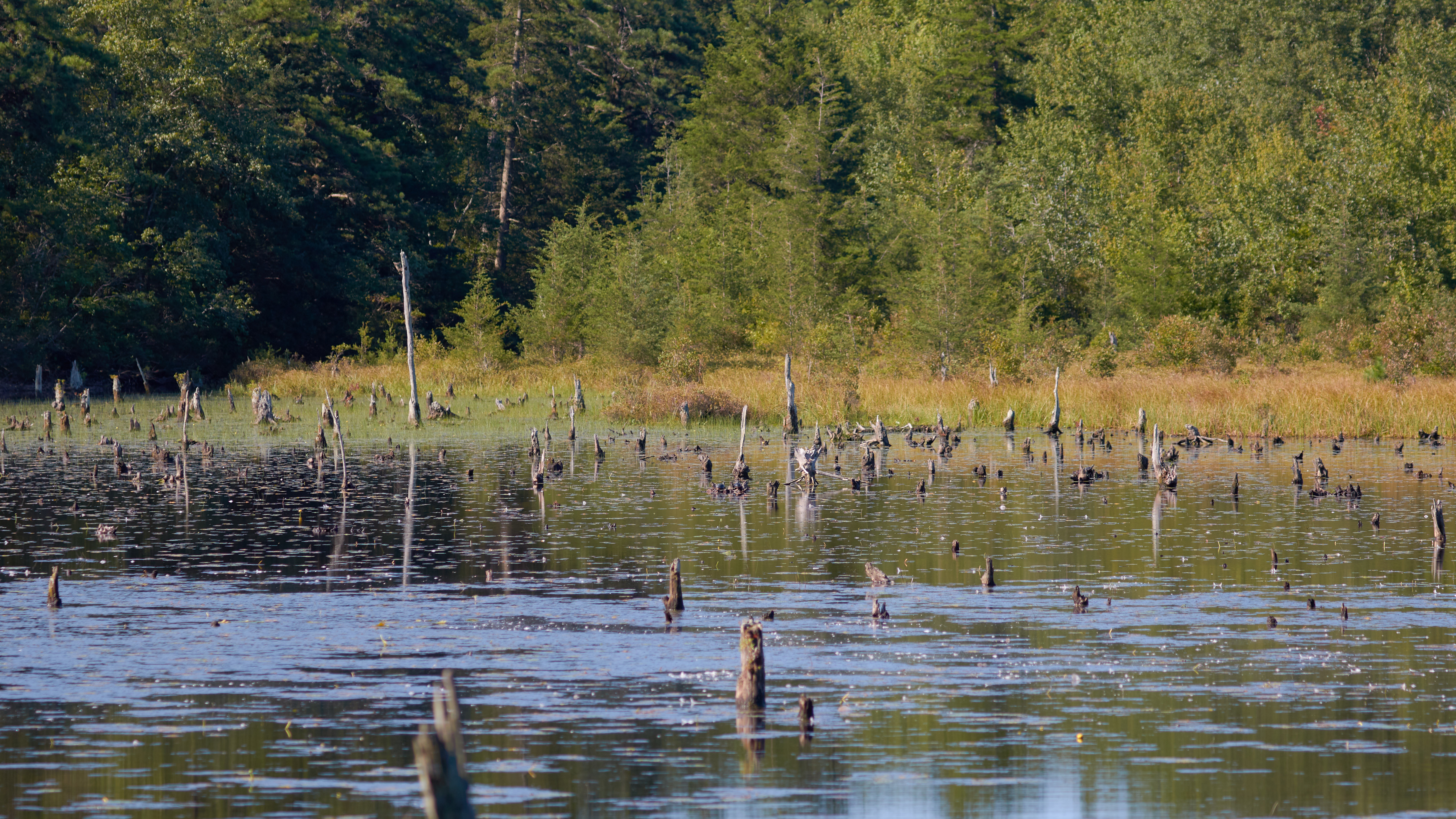 Stumps of trees emerging from waters of reservoir.