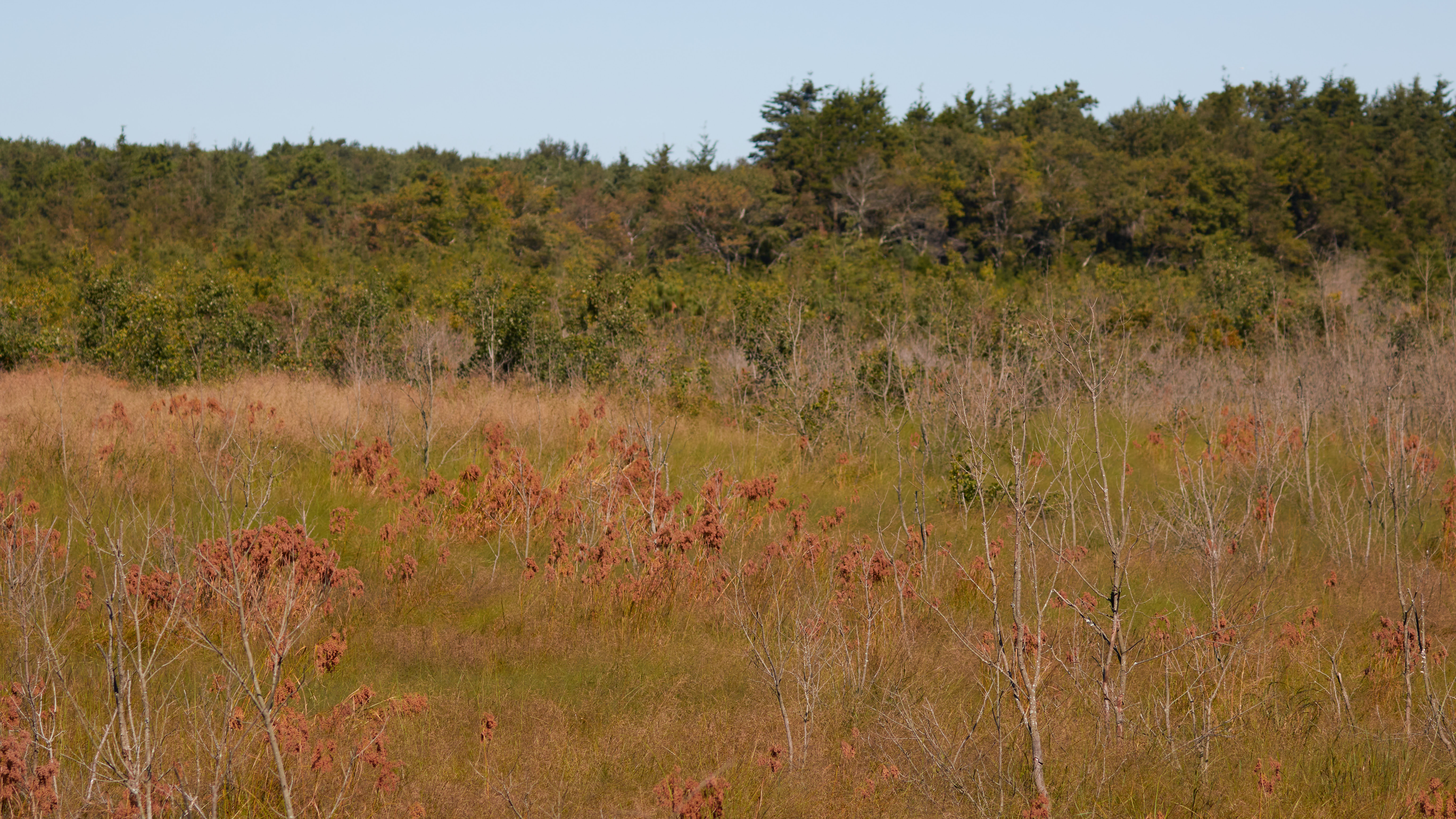 Cranberry bog filling with plants.