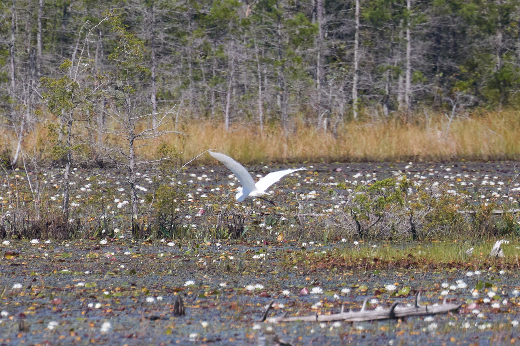 Snowy egret in flight.