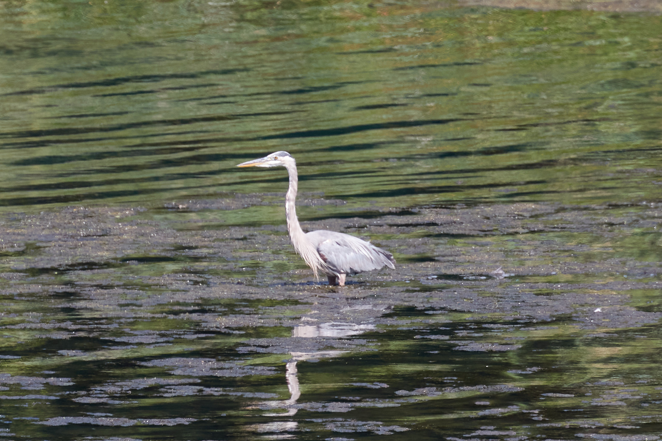 Great blue heron in water.