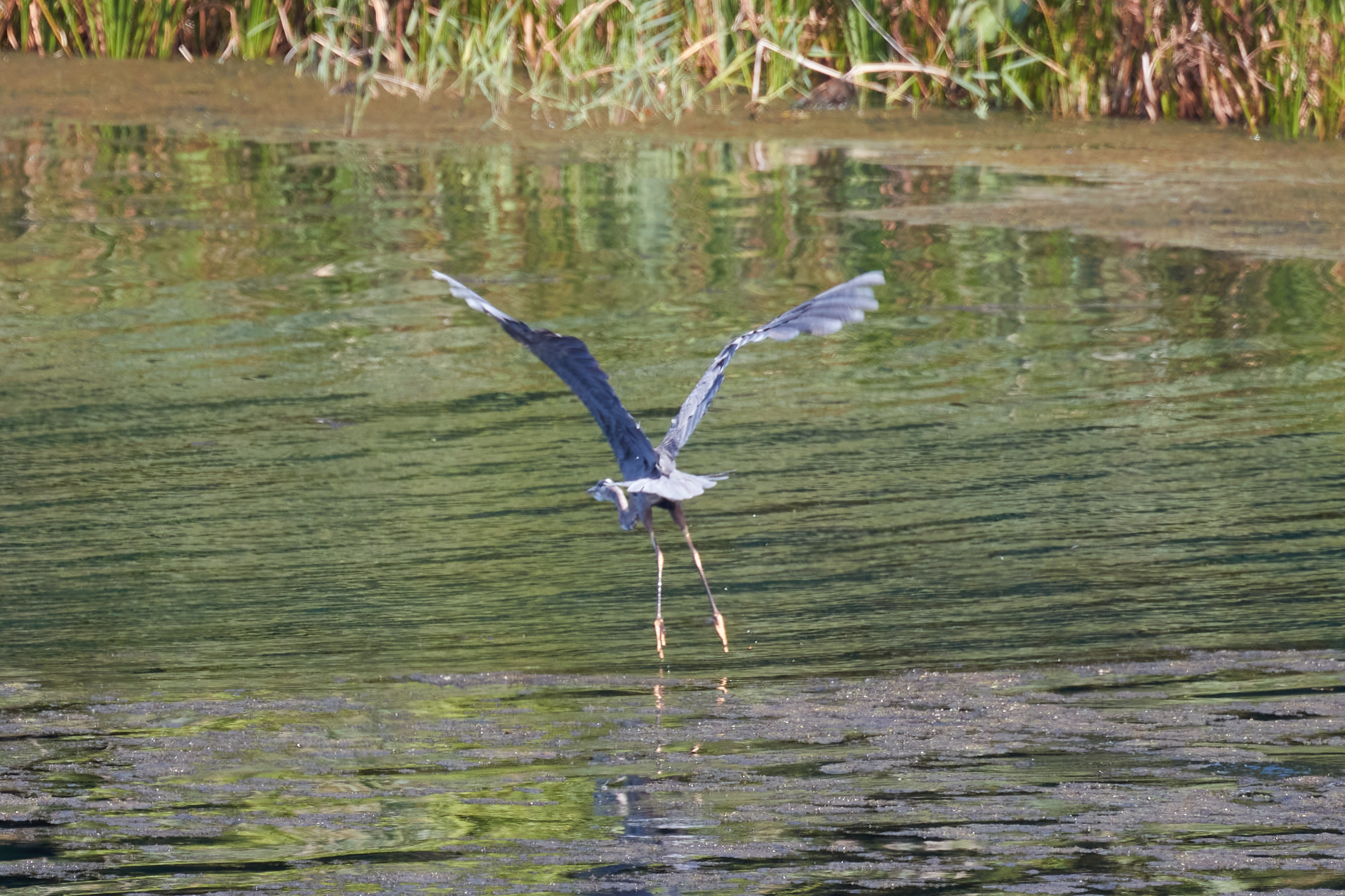 Great blue heron in flight.