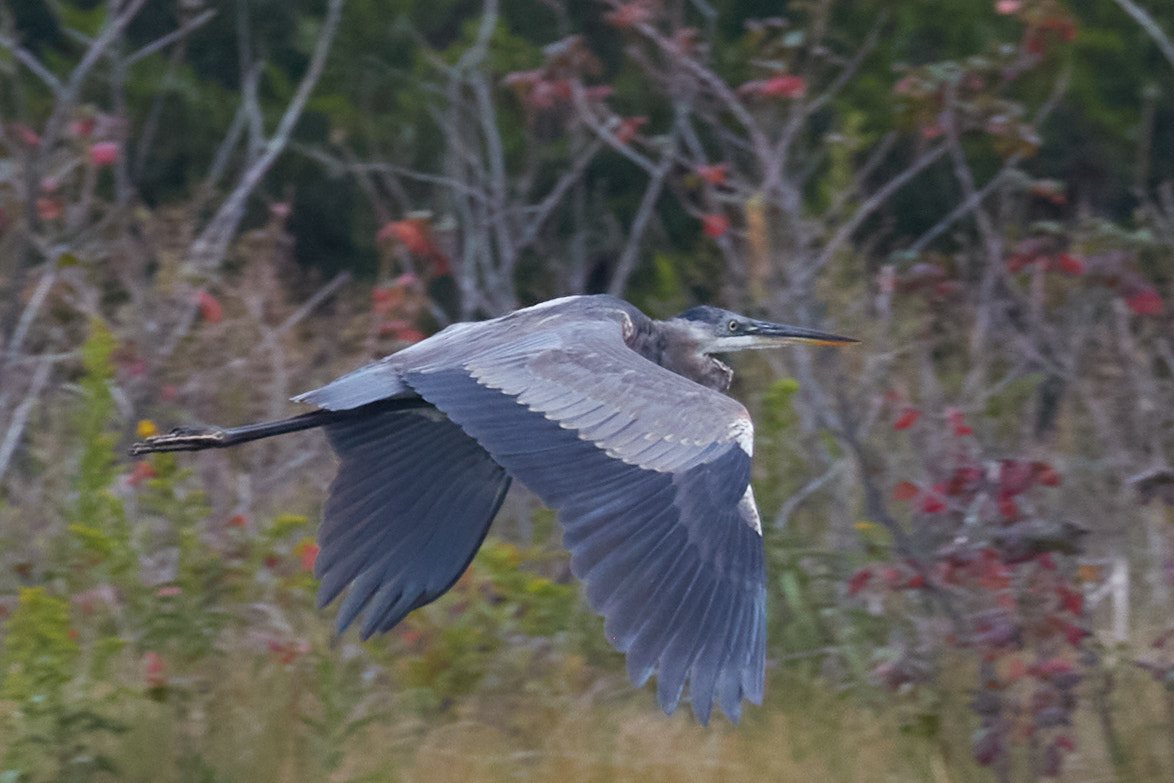 Great blue heron in flight.