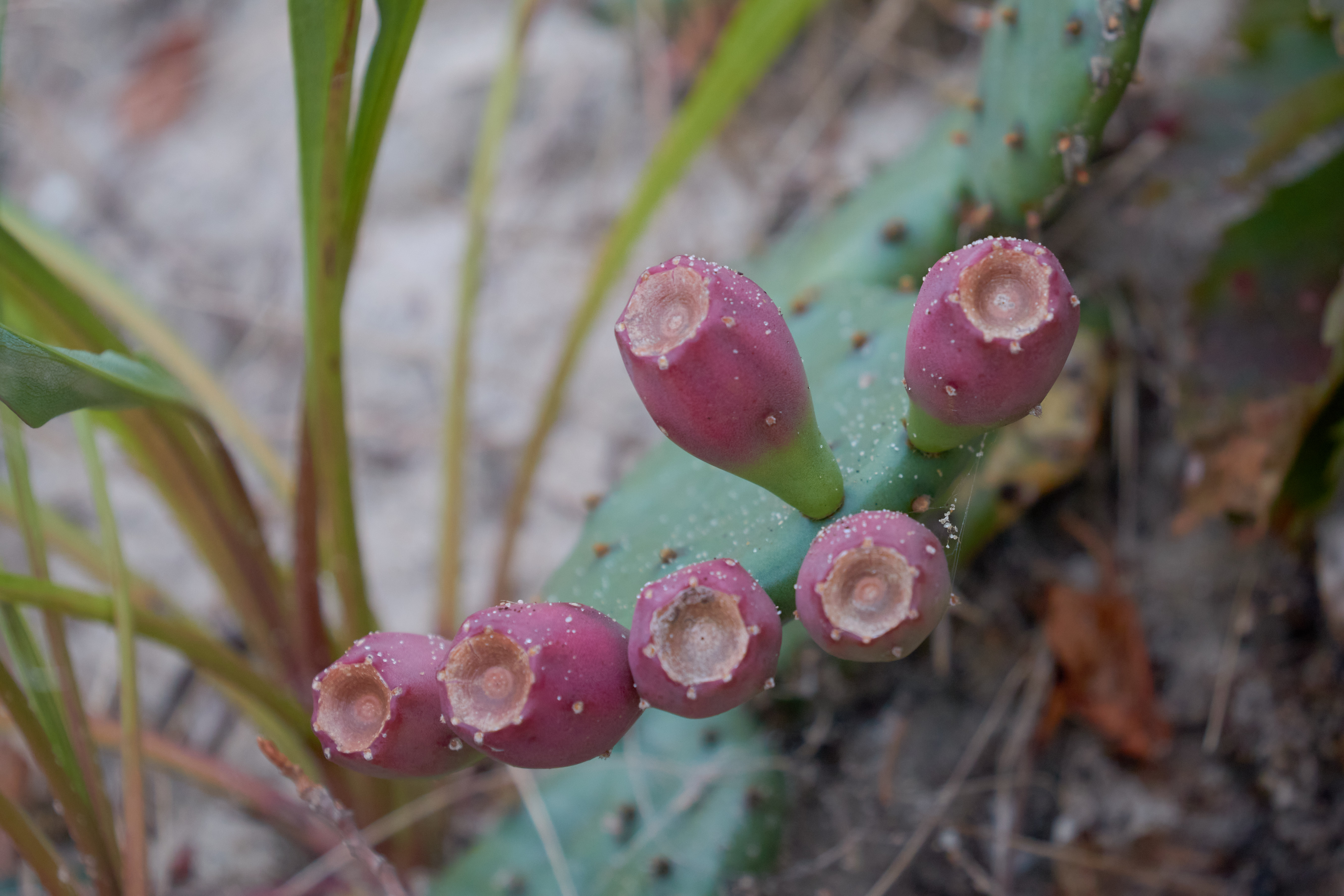 Blooming cactus.