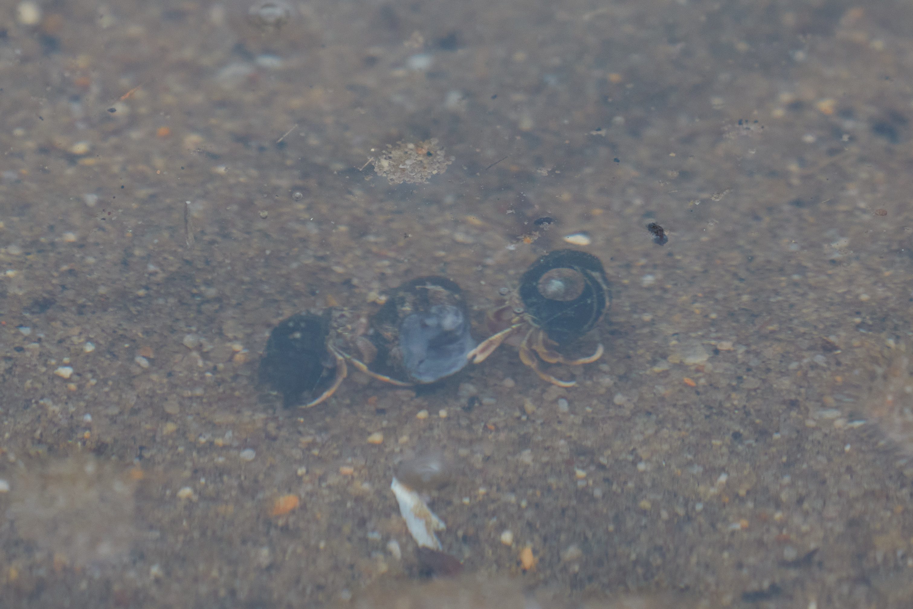 Two crabs fighting over a shell.