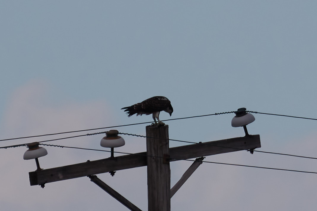Hawk perched on top of power pole.