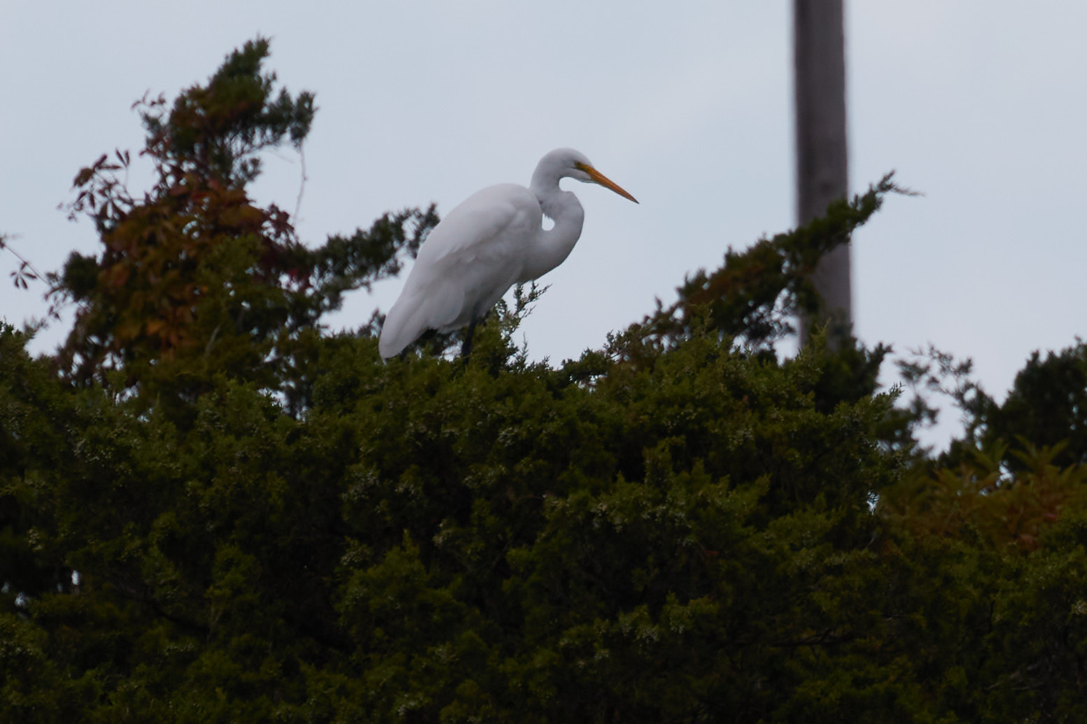 Snowy egret on tree.