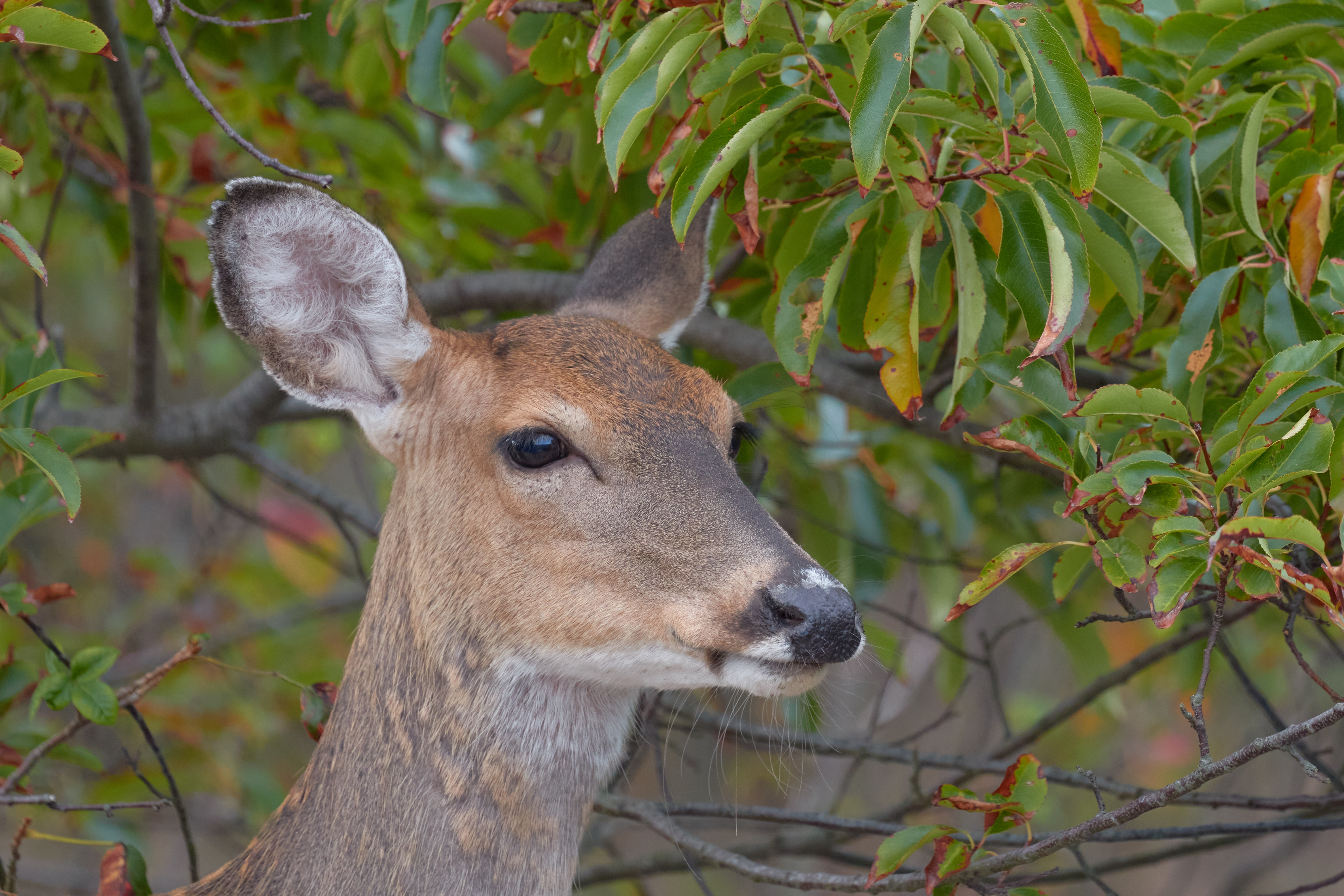 Deer beneath tree branch.