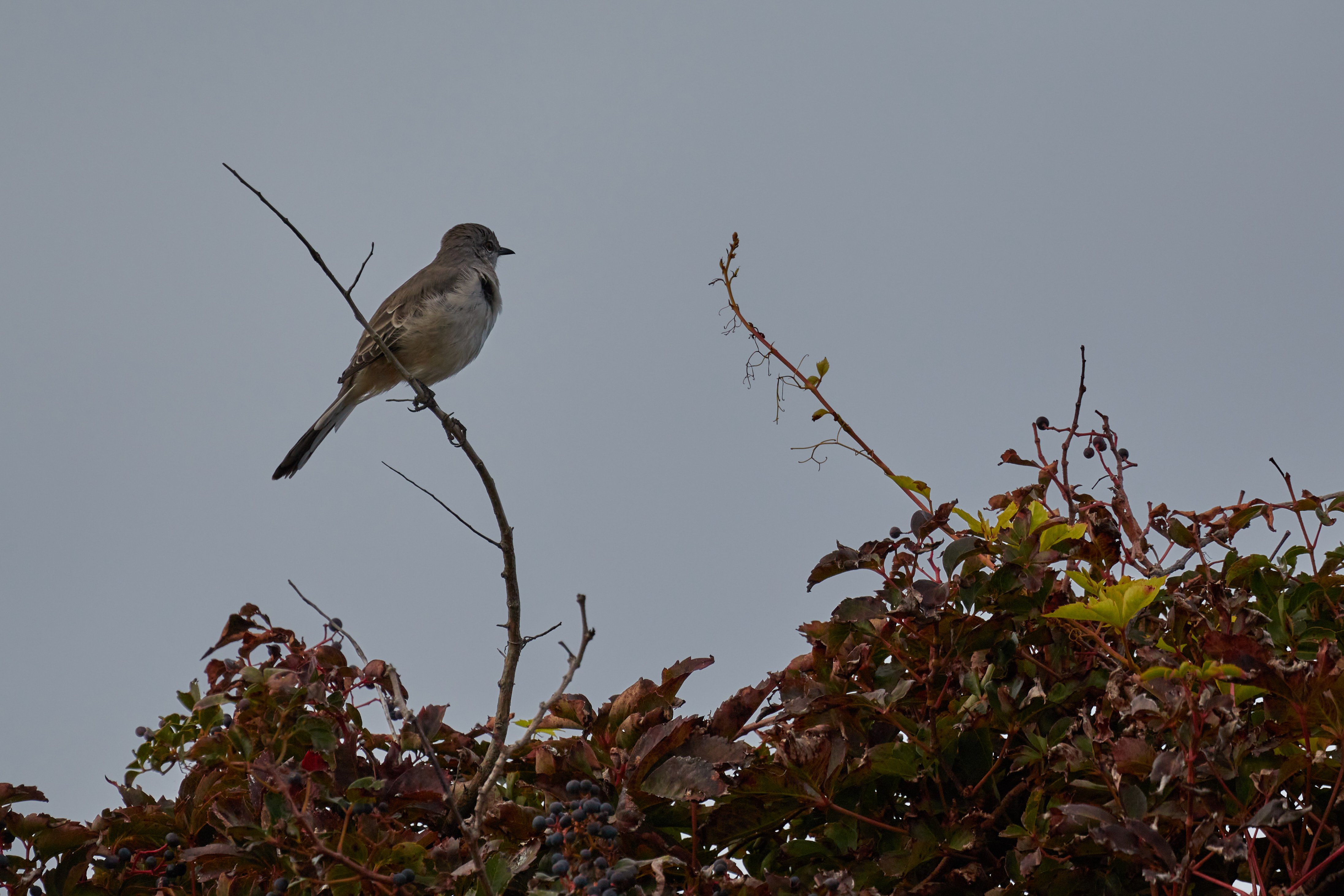 Bird perched on tree limb.