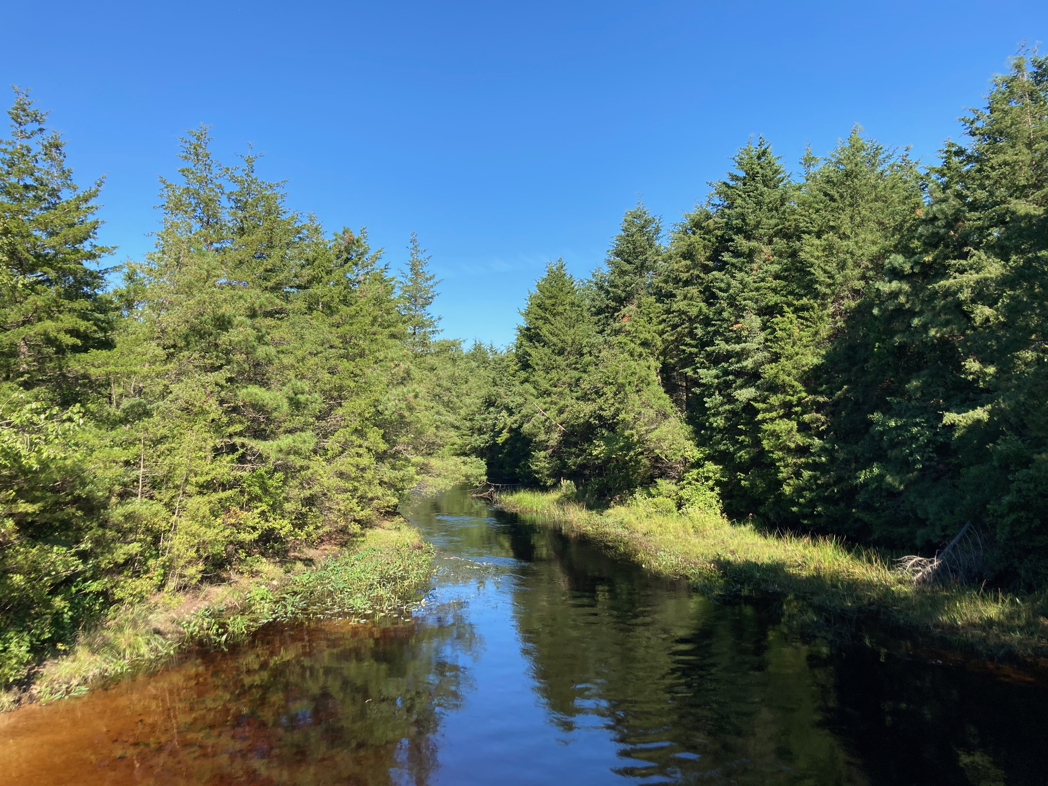 View of tree-lined stream.