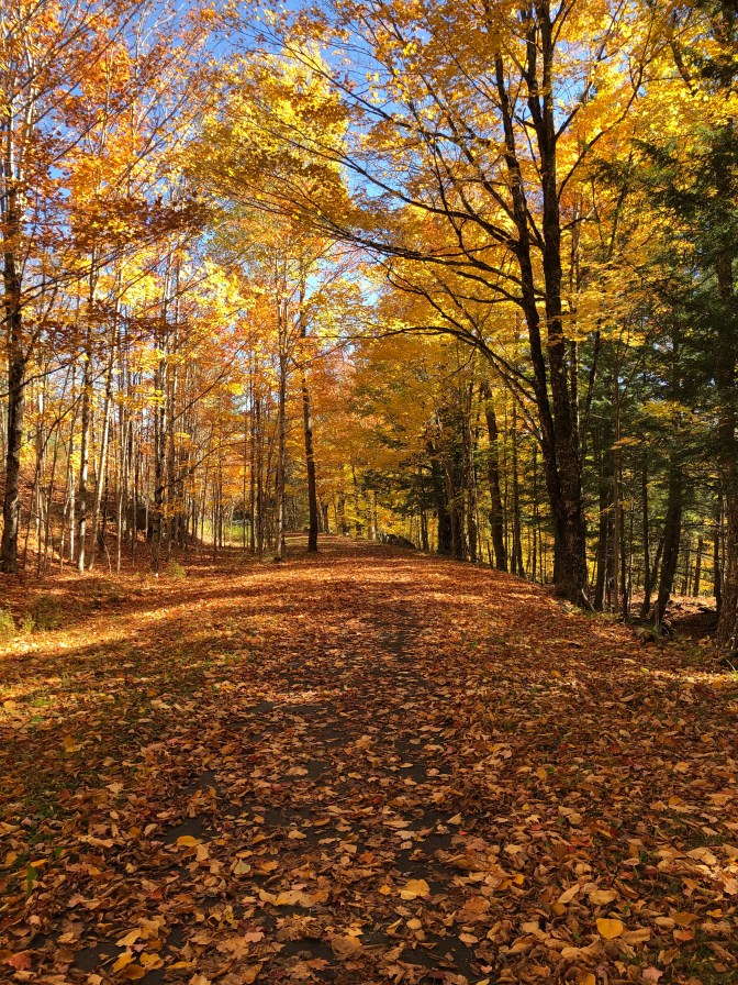 Leaf-covered TOBIE trail, with trees filled with autumnal colors.