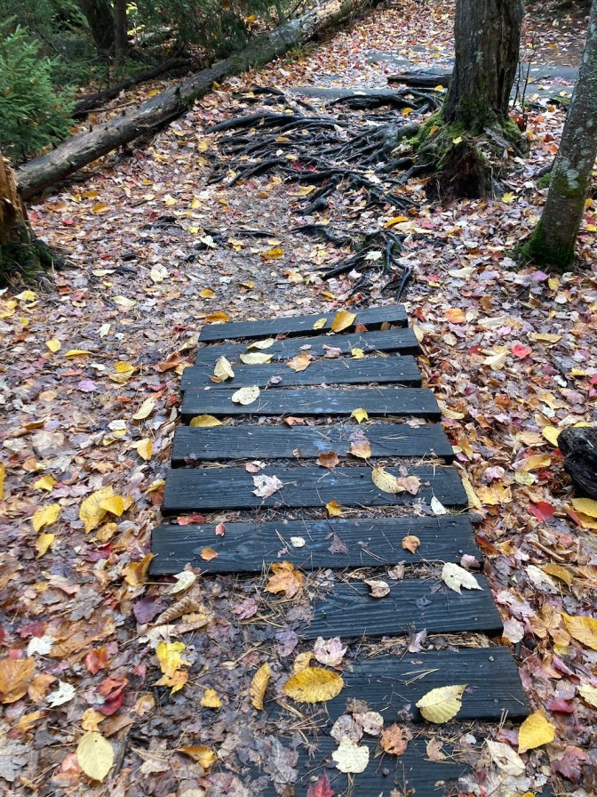 Small bridge in middle of woods.