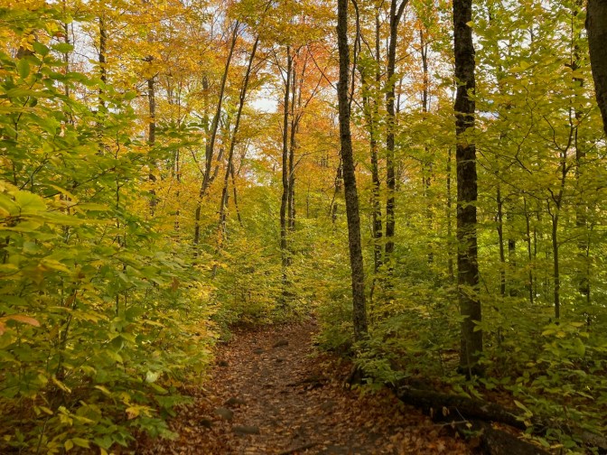 Yellow-leaved trees in forest, with hiking trail in foreground.