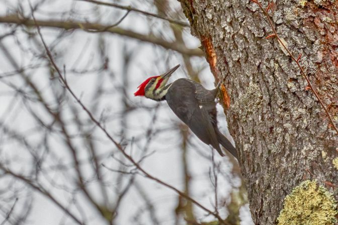 Pileated woodpecker on tree trunk.