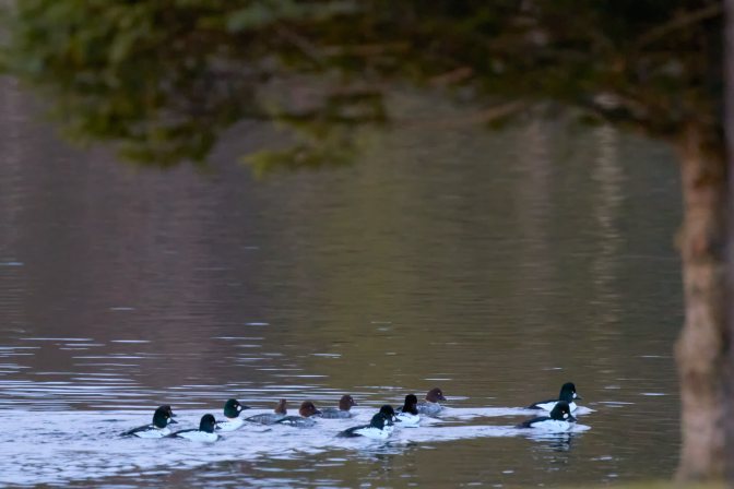Raft of common goldeneye ducks.