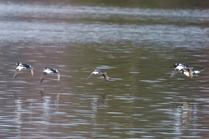 Common Goldeneyes in flight.