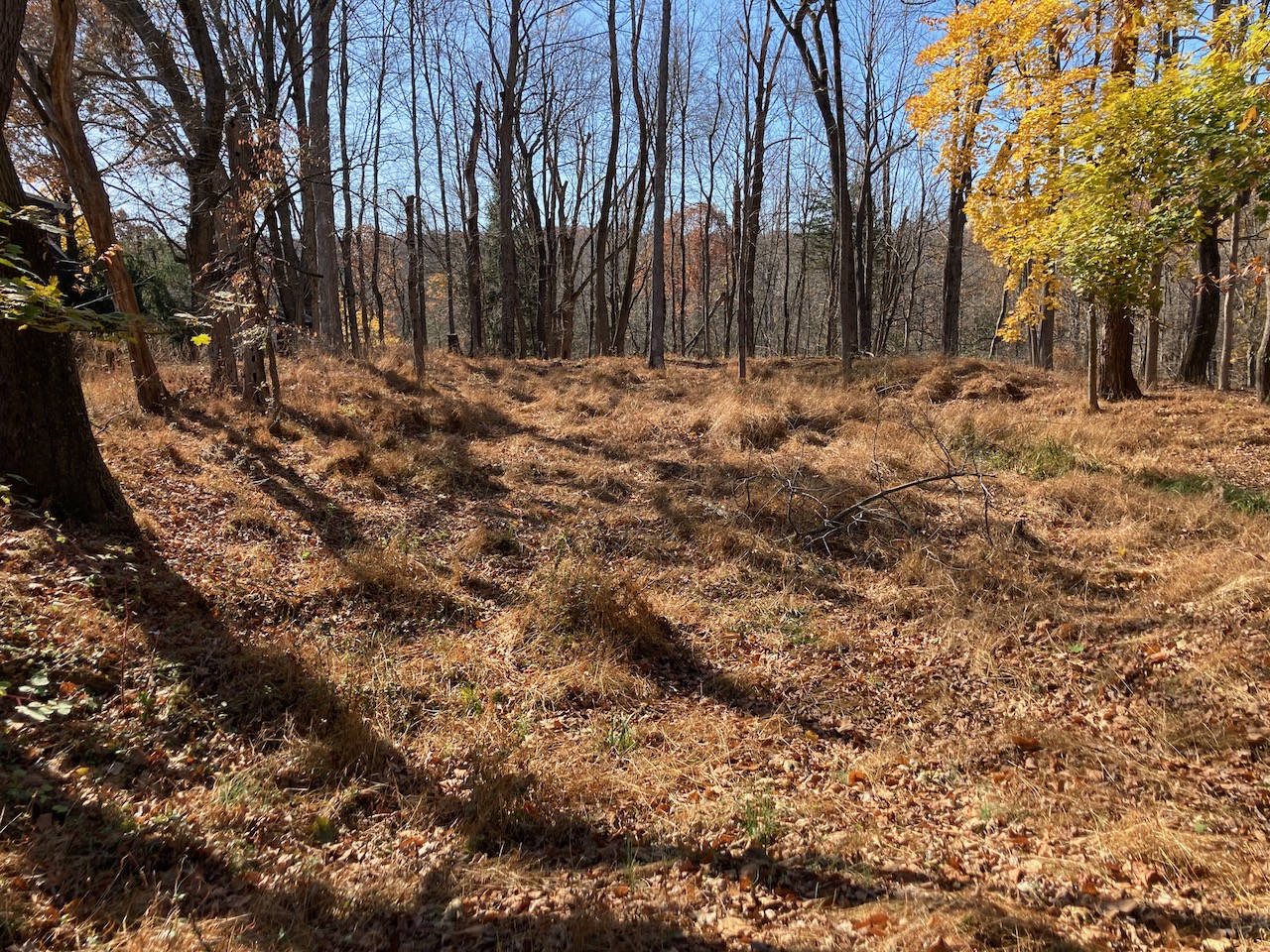 Remains of redoubt in clearing in forest.