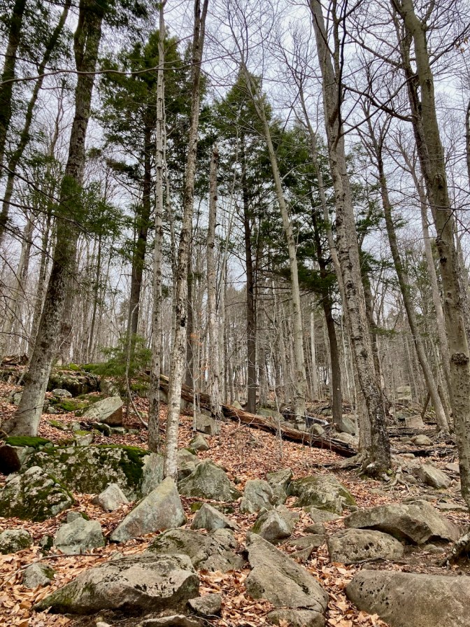 Rock-strewn path up a mountainside, with tall trees in background.