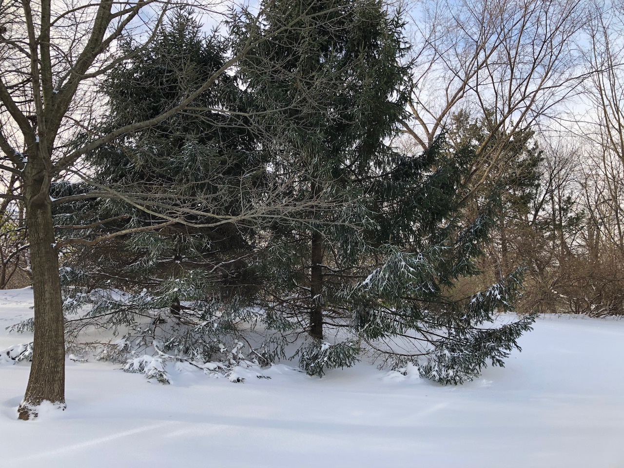Lawn covered in snow, with a pine tree in the background.