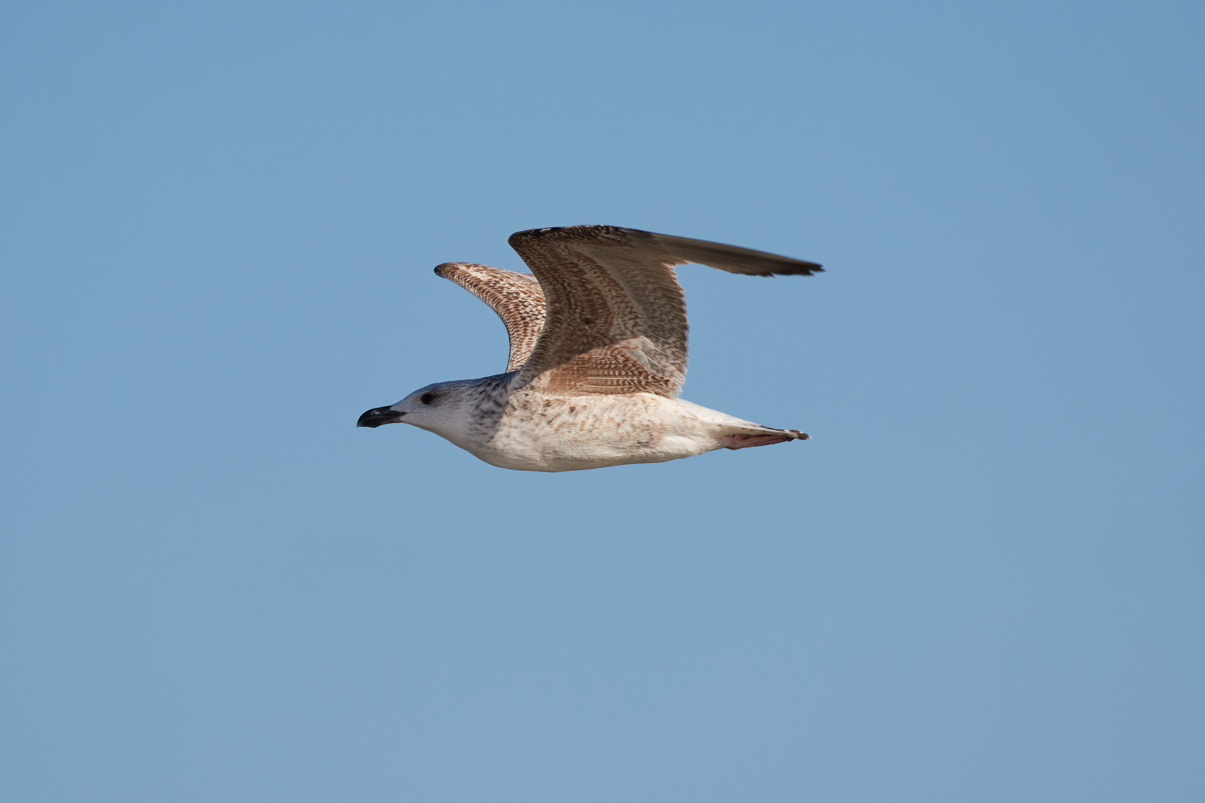 Seagull in flight against blue sky.