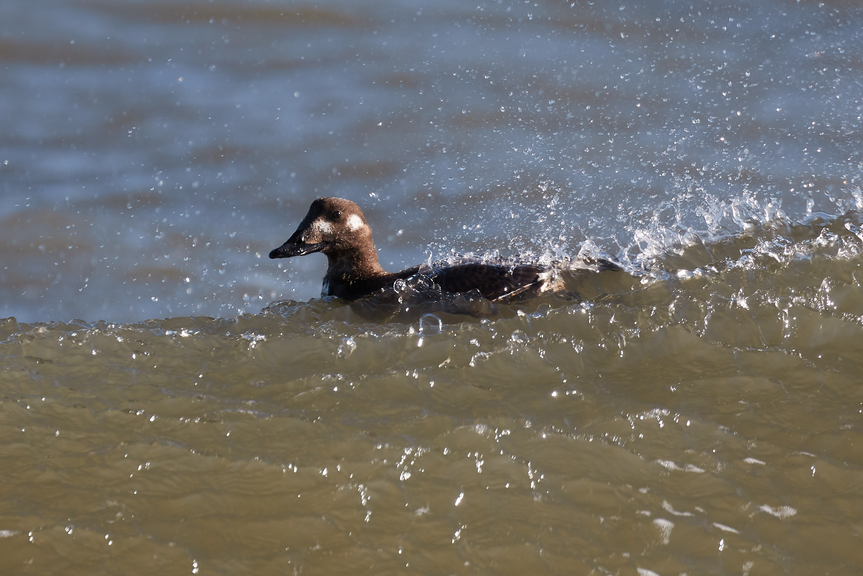 Female long-tailed duck in water.