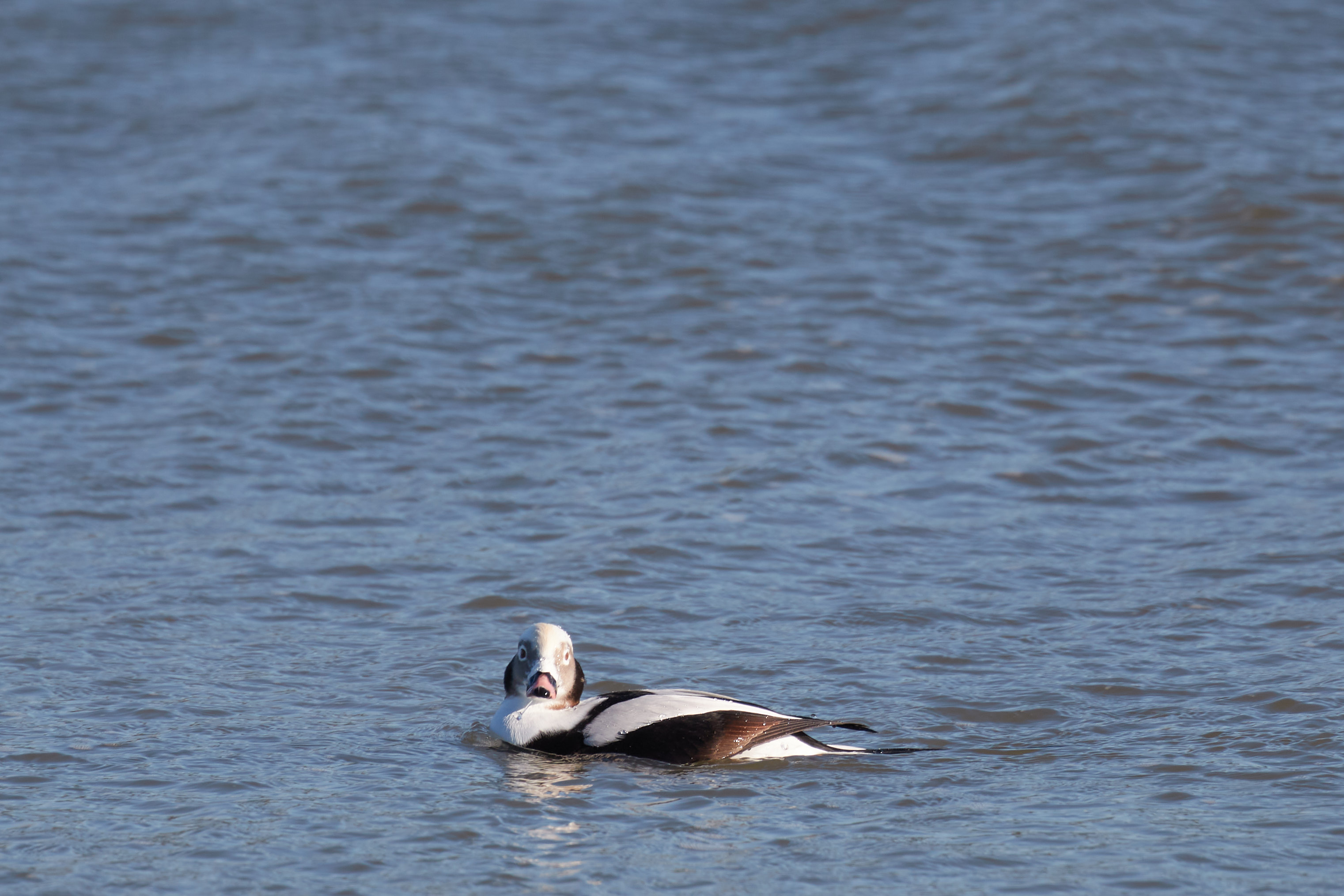 Winter Oldsquaw, in water, facing camera.
