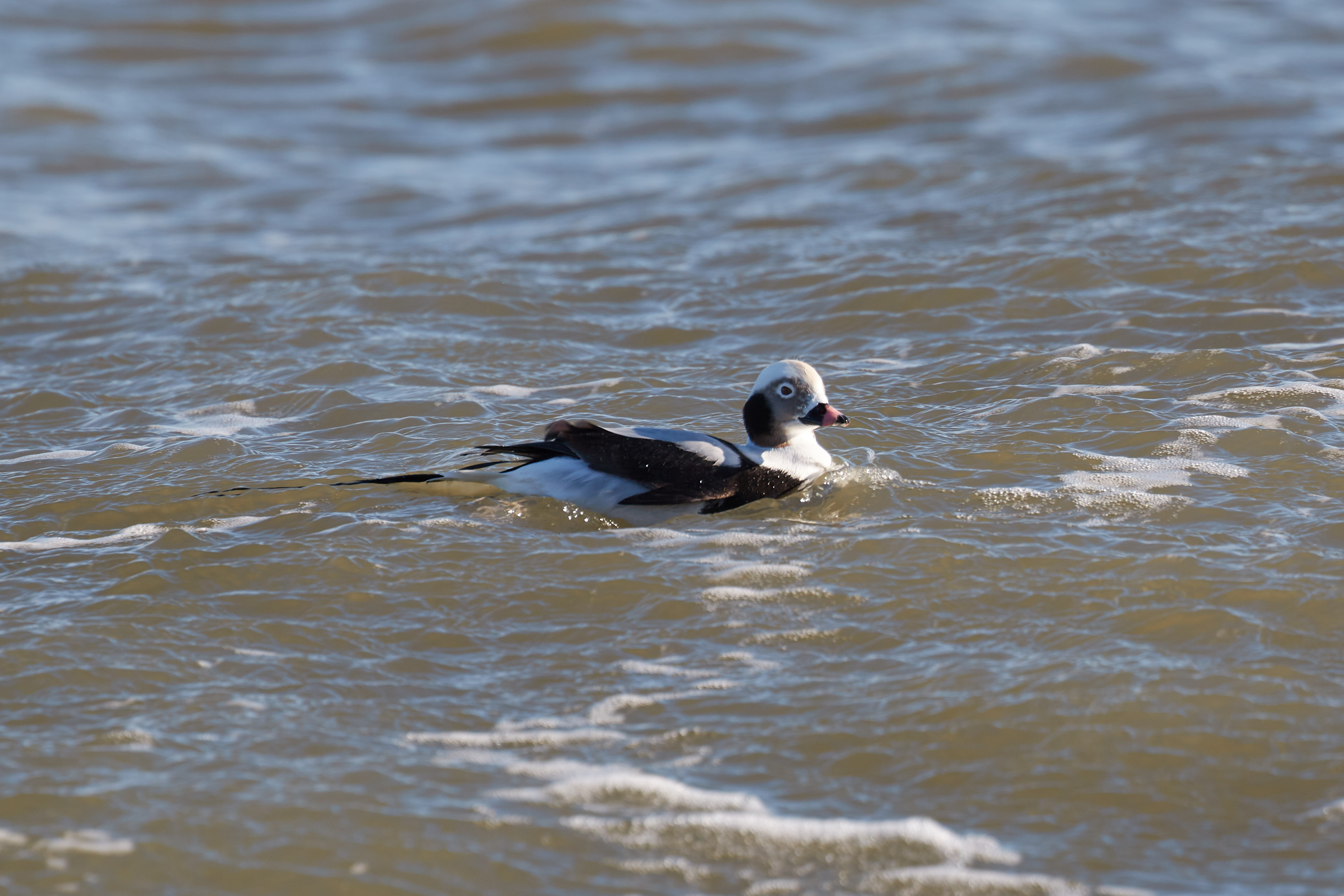 Winter Oldsquaw floating on ocean surf.