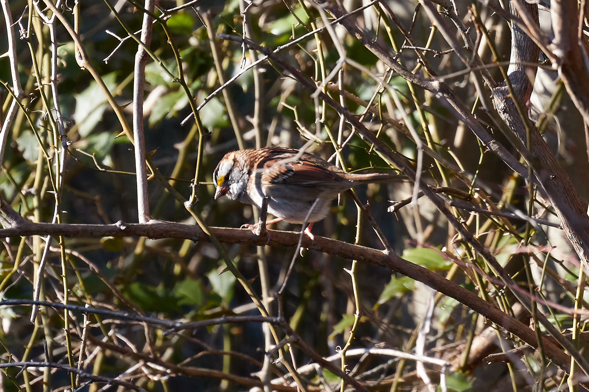 Small bird on branch, with its feathers puffed up.