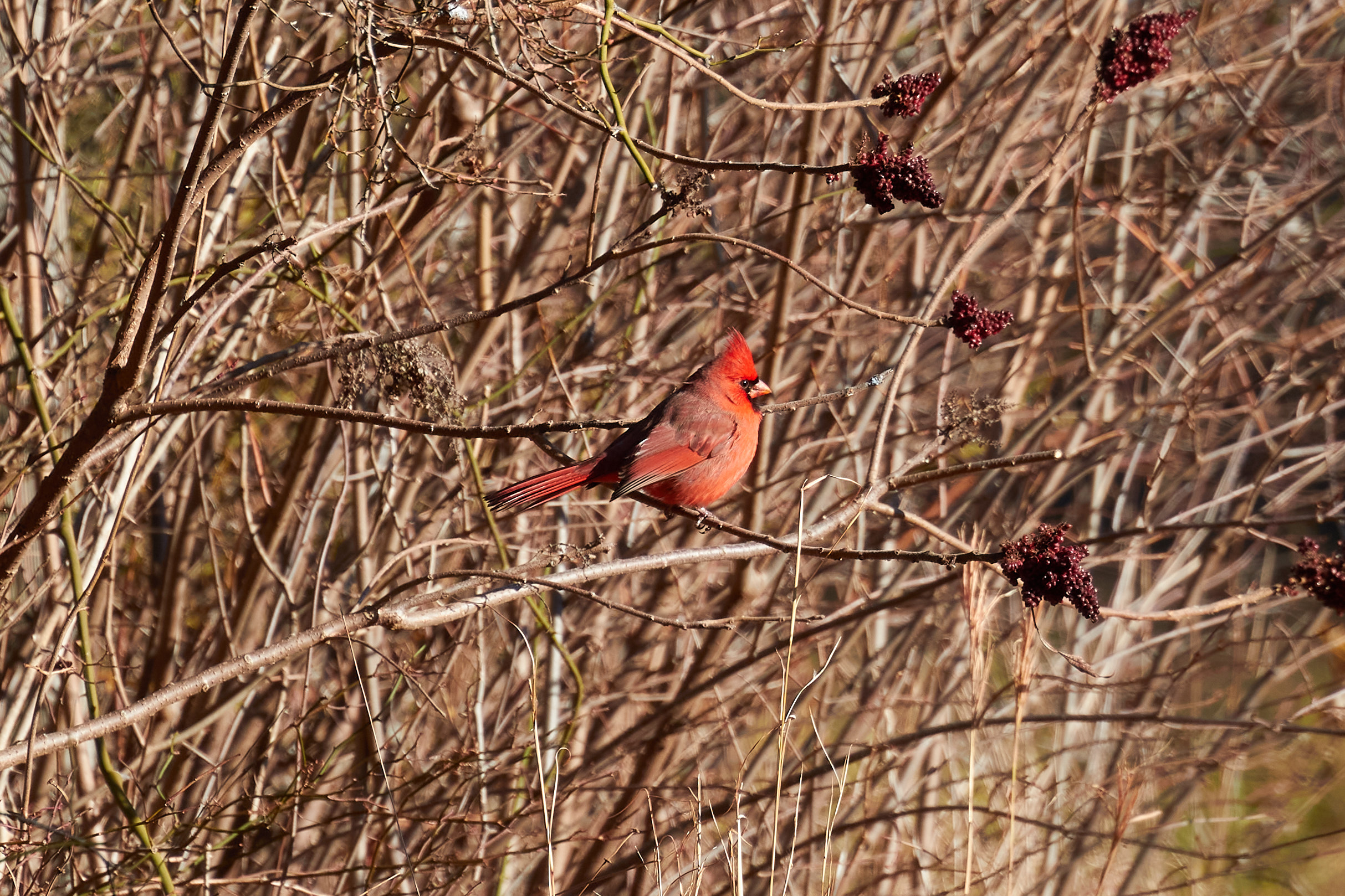 Cardinal on tree branch.