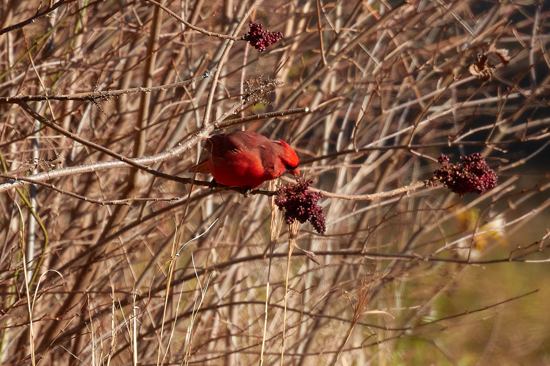 Cardinal eating berries on tree.